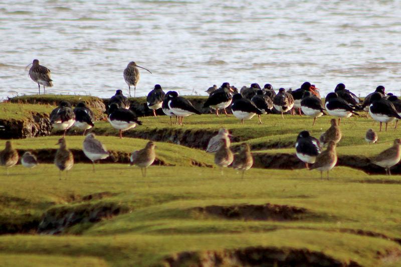 ndg Northam Burrows birds on Skern (2)