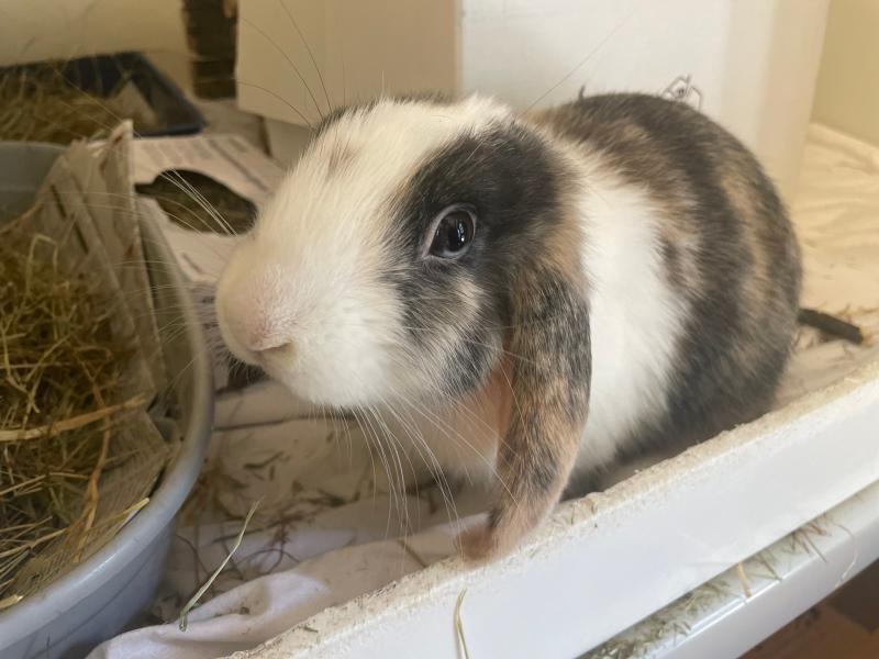 Abandoned rabbit Jessie - Credit: RSPCA