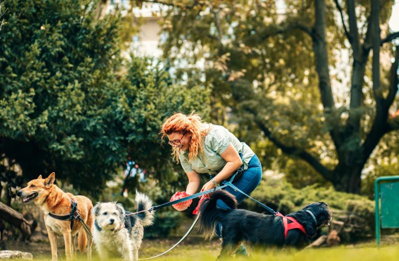 ndg Dog walking group generic Zoran Zeremski-Adobe