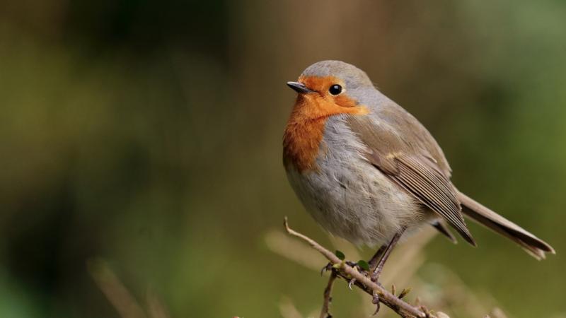 A Friendly Robin - Credit: Peter Trimming