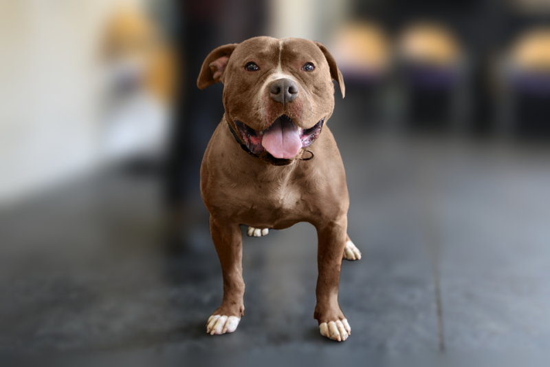 ndg XL Bully