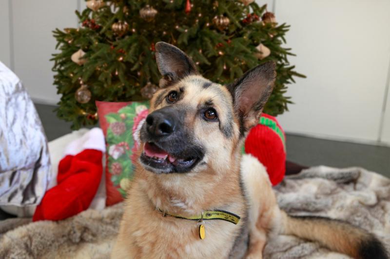 Kelly the German Shepherd enjoying a festive treat - Dogs Trust