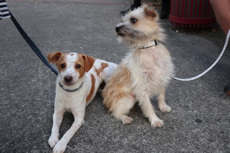 ndg dog walking credit Micah Dickson from Pixabay