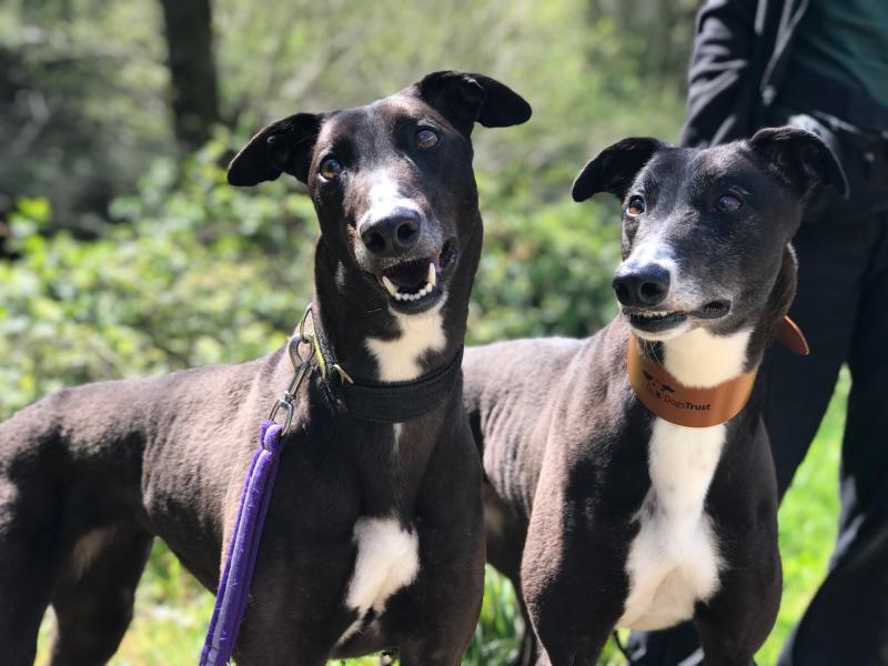 Dora and pal Doris, who was also adopted earlier this year - Credit: Dogs Trust