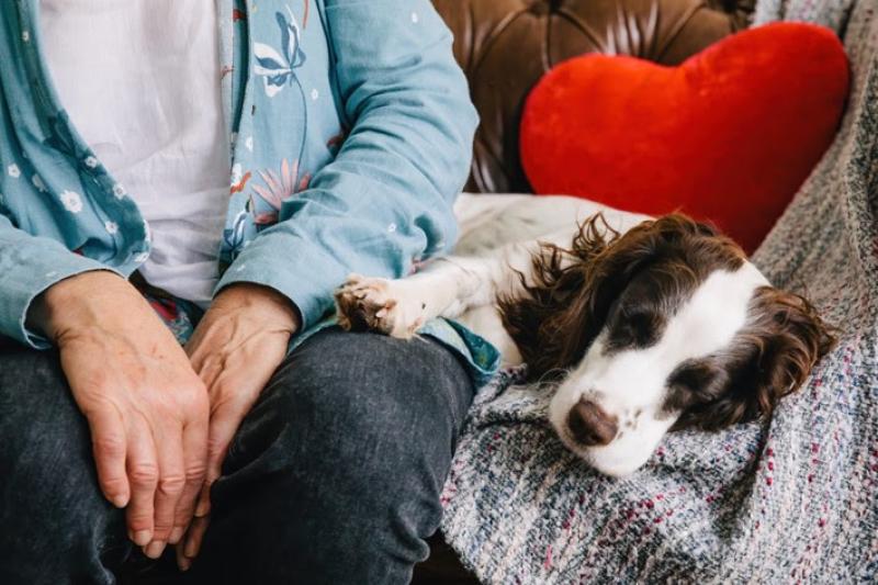There are lots of things dog owners can do to help make fireworks less stressful - Credit: Dogs Trust