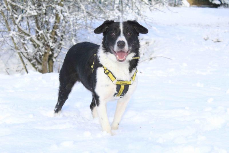 Border Collie in snow