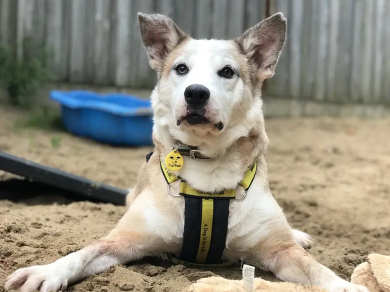 Dogs Trust Ilfracombe issues plea for towel donations to keep canine companions warm and dry