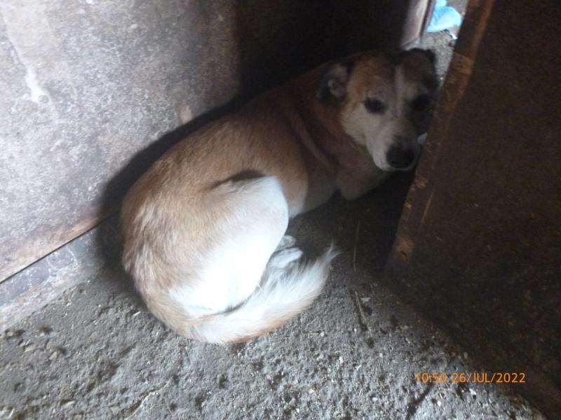 ndg Peters Marland animal ban credit RSPCA (3)