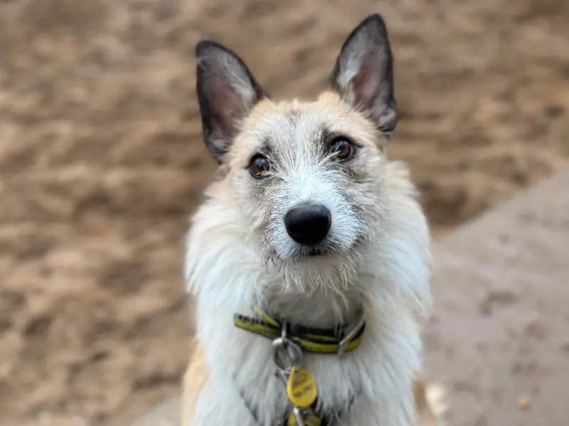 Dog's trust dog