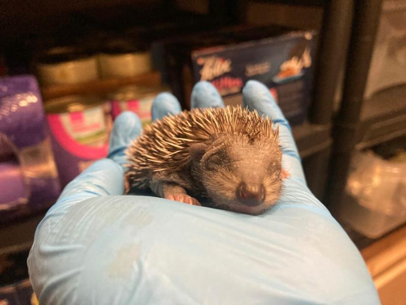 Hedgehog