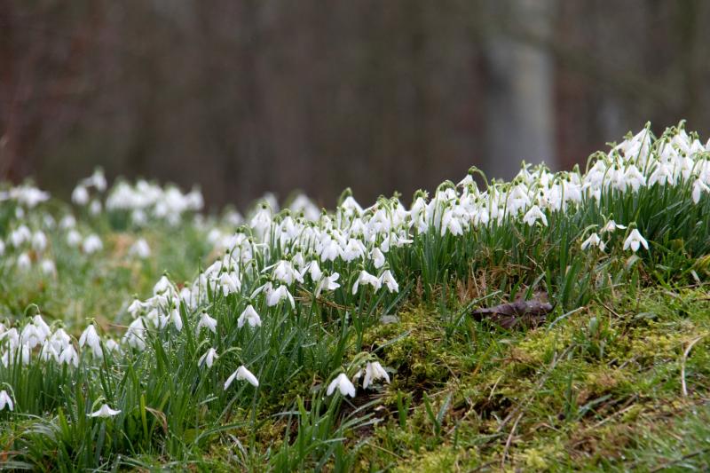 Snowdrops 