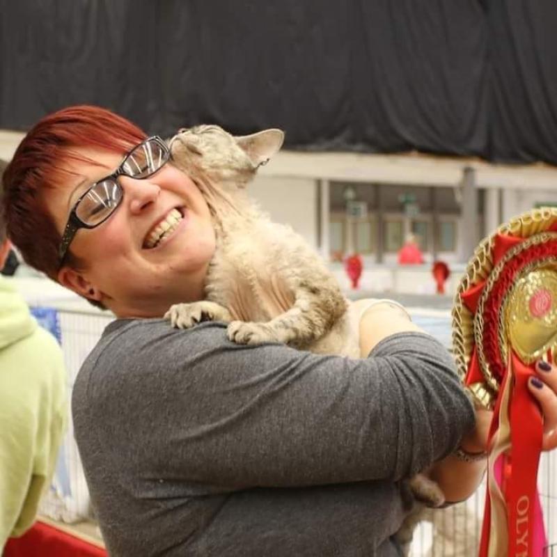 Devon Rex Cat
