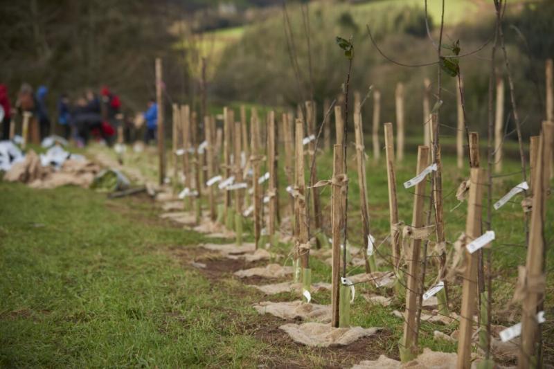 Tree Planting 