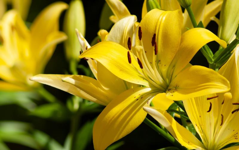 ndg gardening wk05 lilies credit cooperr-adobe