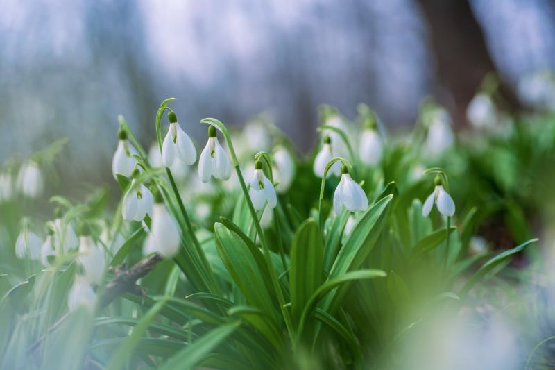 ndg GARDENING WK06 snowdrops
