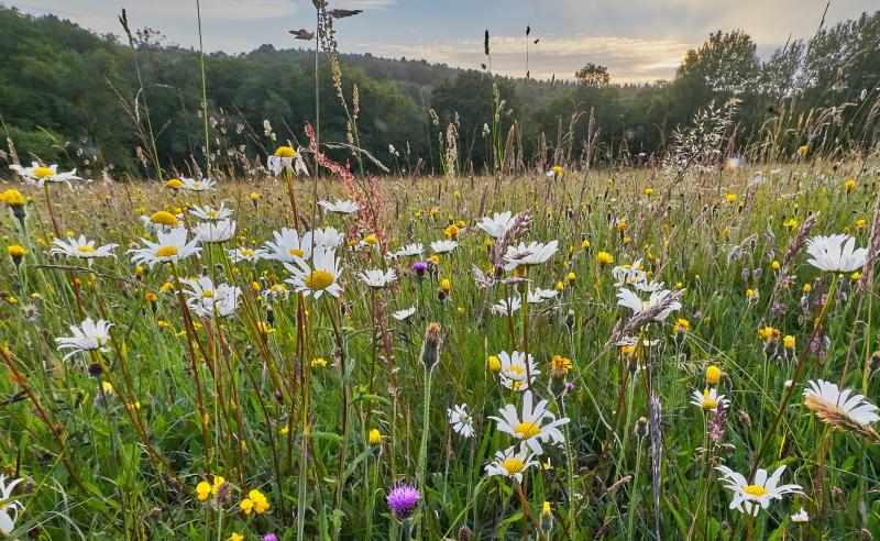 A wild flower meadow - Credit: TDC