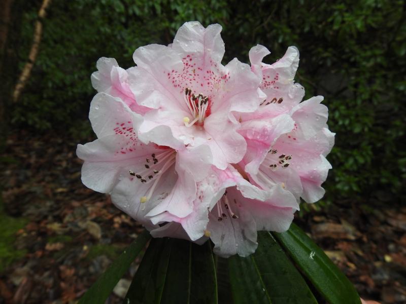 Rhododendron 
