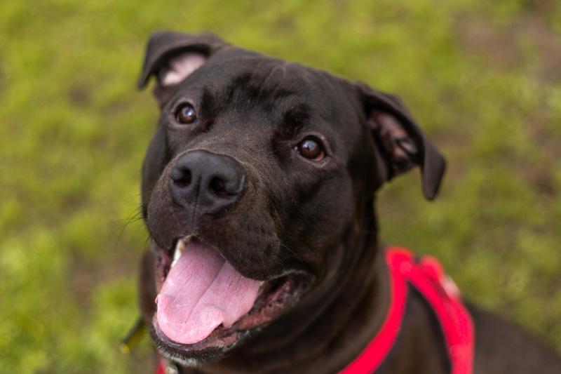Dog's Trust dog