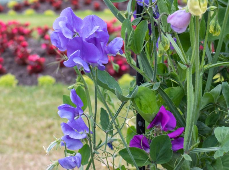 ndg gardening wk11 sweet peas credit Irina-Adobe Stock