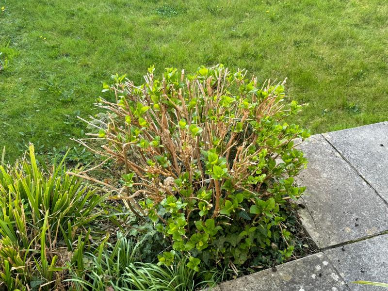 NDG GARDENING WK12 CREDIT VIRAL PR 1