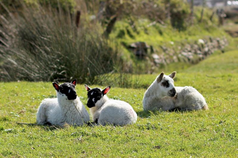 Lambs on Northam Burrows - Credit: TDC