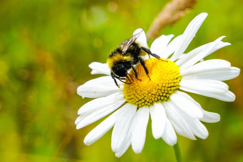 ndg gardening bumblebee credit Zigmunds-Adobe Stock