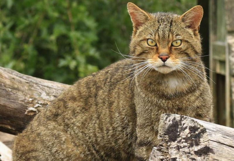 Could Devon become home to wildcats again?