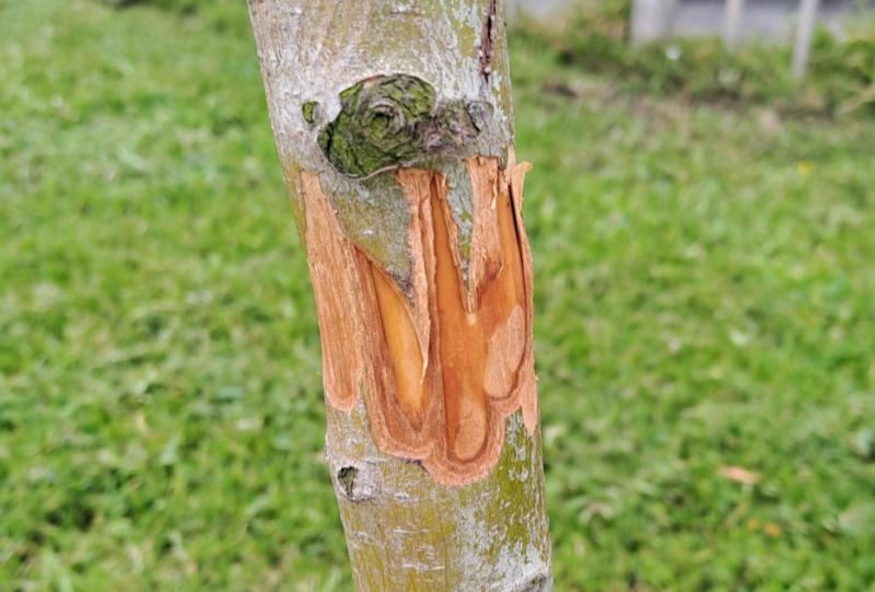 Appledore tree planted in memory vandalised for second time