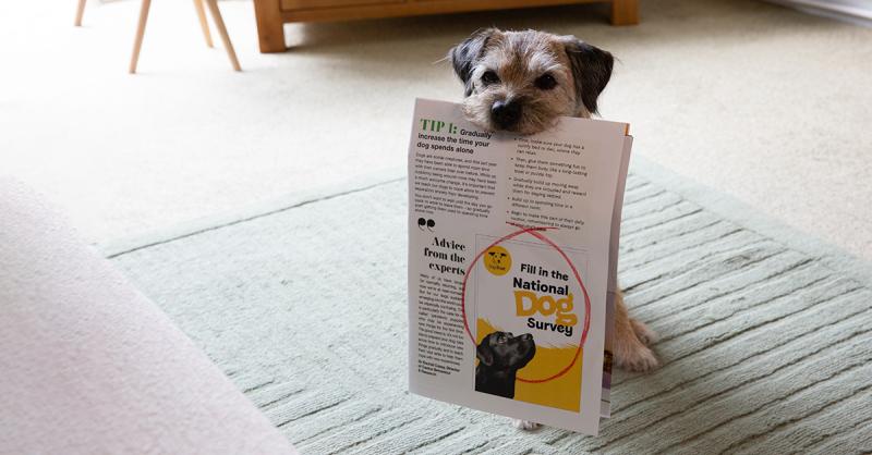 Dogs Trust Ilfracombe invites you to contribute to the largest dog census