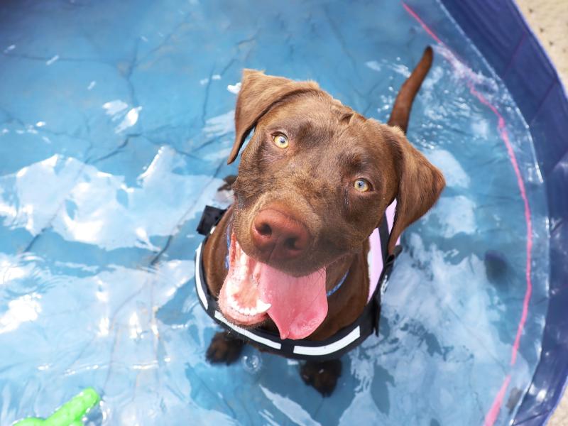 Early summer temperatures pose risk of heat stroke for dogs, warns Dogs Trust Ilfracombe