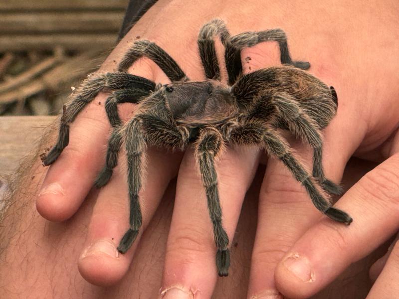 ndg tarantula encounter (9)