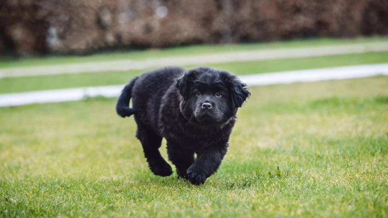 Will you be taking part in The Big Pet Census? - Credit: Blue Cross