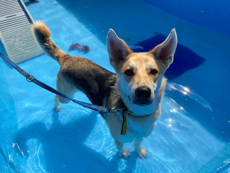 Dogs Trust Ilfracombe issues crucial warning to pet owners as temperatures soar