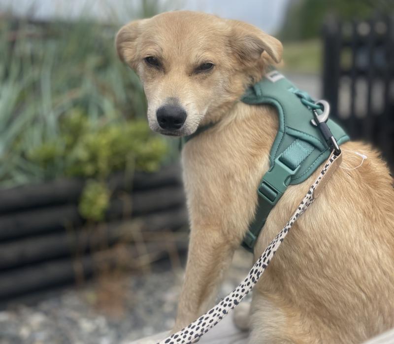 How a Romanian rescue became a Devon dog