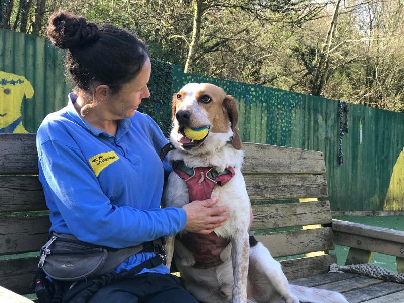 Staff member at Dogs Trust Ilfracombe finds forever home for rescue dog