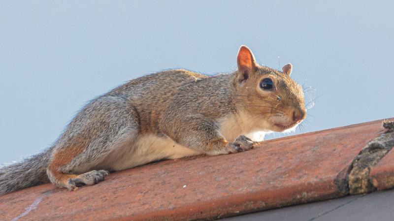 A grey squirrel - Credit: Submitted