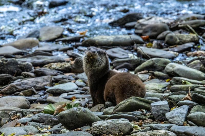 North Devon charity plans to build lifesaving otter hospital