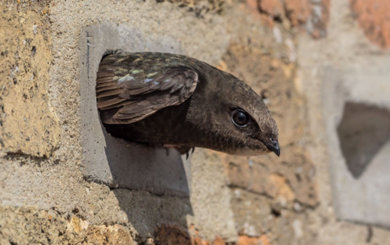 A Swift taking advantage of nesting brick - Credit:  Action for Swifts