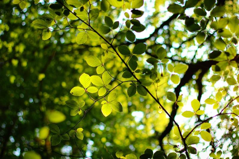 Torridge District Council is to establish a community woodland Picture: Tim Bell/Pixabay