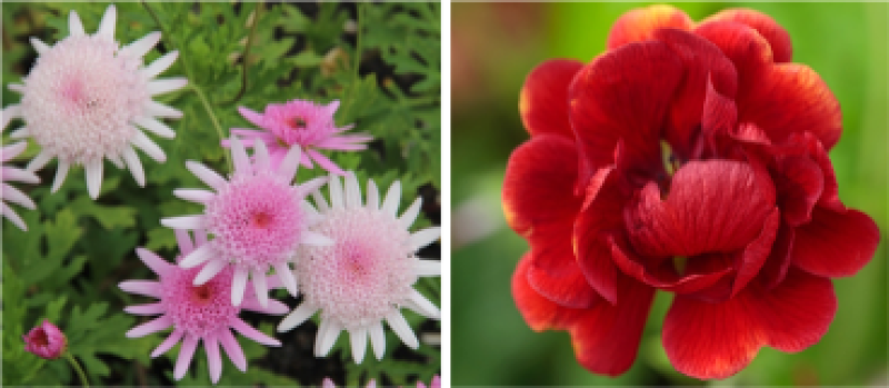 Plant Heritage urges North Devon gardeners to save endangered plant species