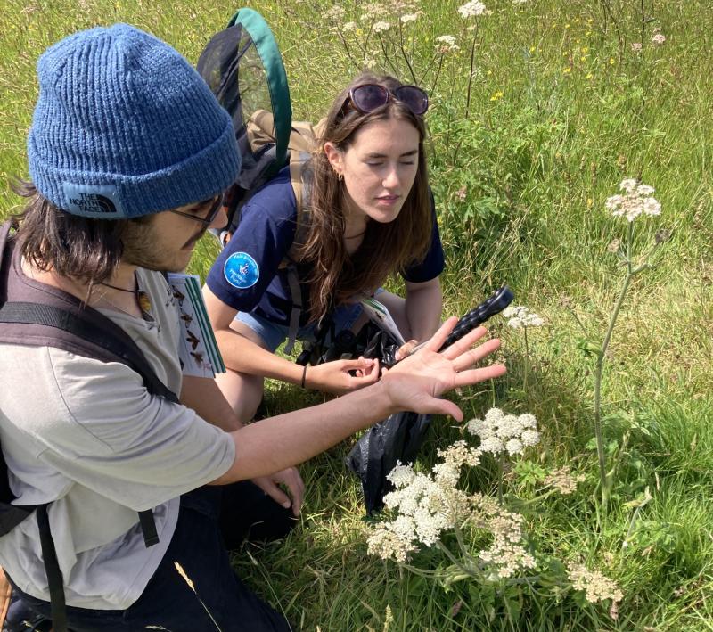 A wealth of wildlife discovered at Ilfracombe BioBlitz