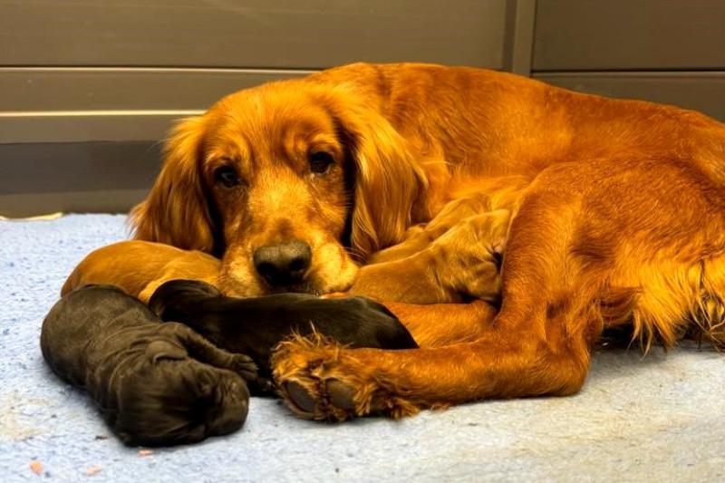 Unlicensed breeder fined for "appalling" dog conditions