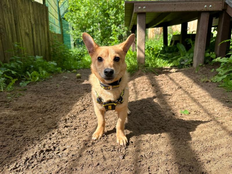 Charity urges dog owners to update microchip details