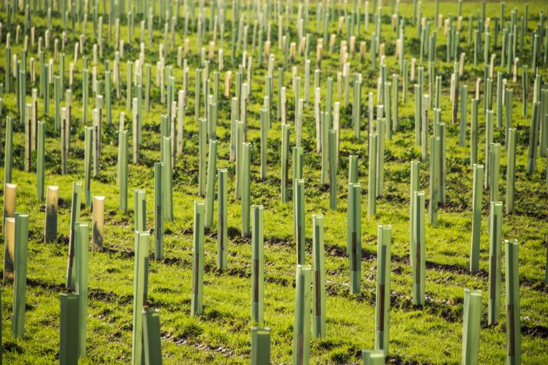 Have your say on North Devon's new woodland