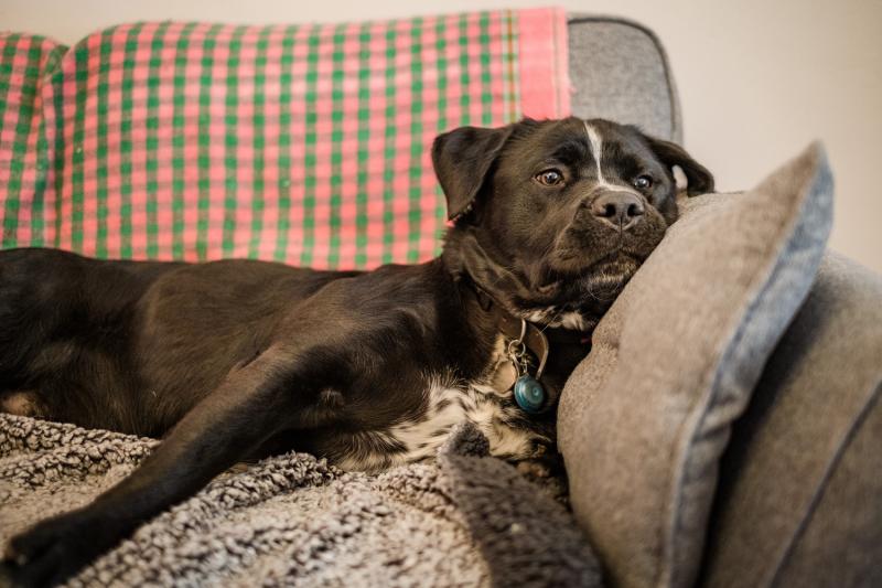 Dogs Trust Ilfracombe urges dog owners to prepare for Bonfire Night now