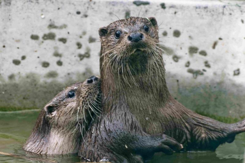 Otter charity acquires meadow for rehabilitation