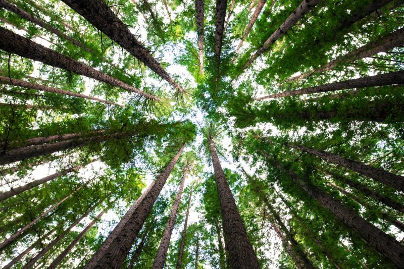 Community woodland plan supported