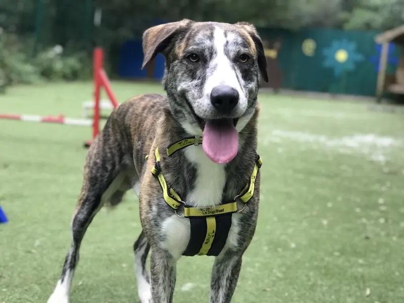  Ilfracombe dog charity seeks homes before Christmas