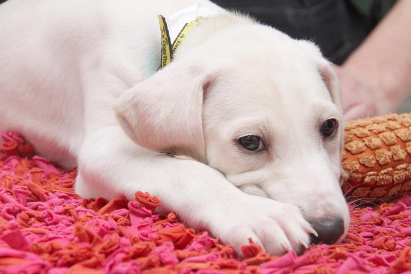 Warning for dog owners as firework season approaches