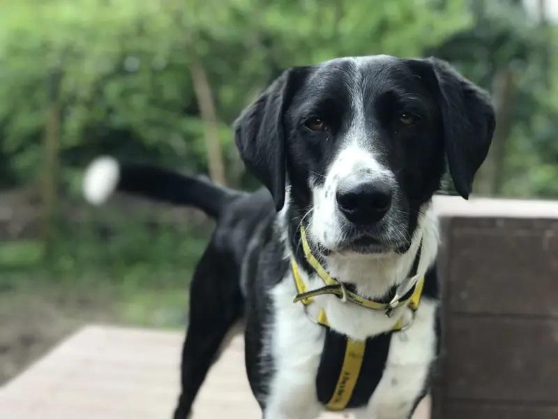 Dogs Trust Ilfracombe dogs seeking rural homes
